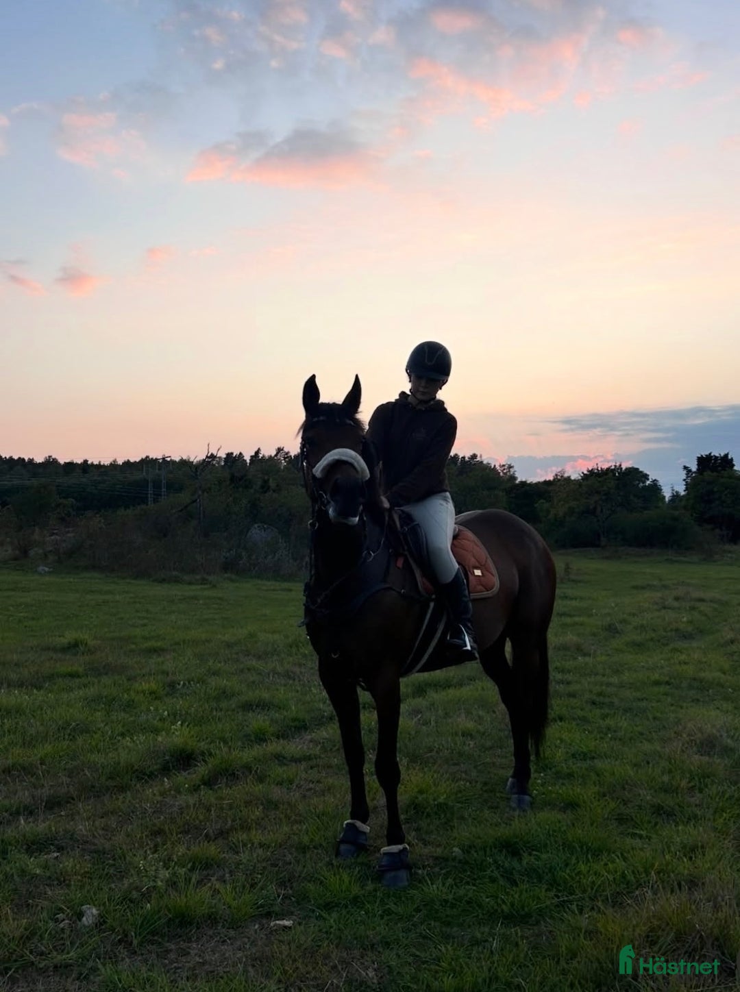 Allround hästar till salu: Bedårande ridtravare i Bro - Annons 2