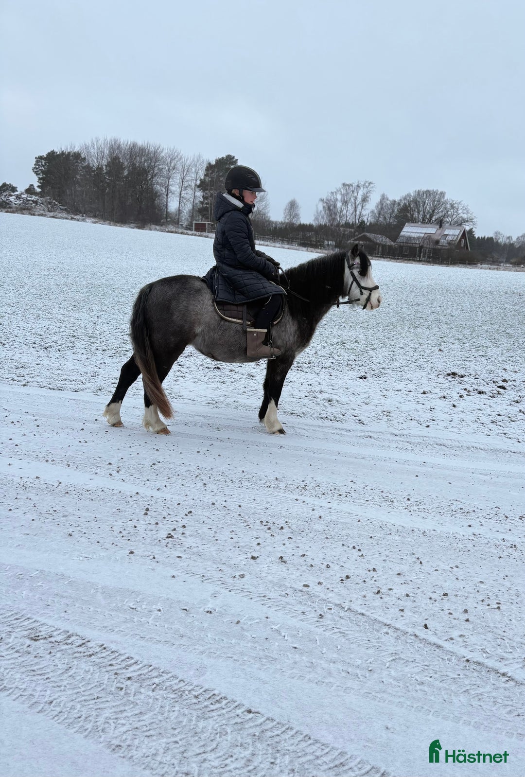 Allround hästar till salu: Welshmountainsto född 2022 i Linköping - Annons 2