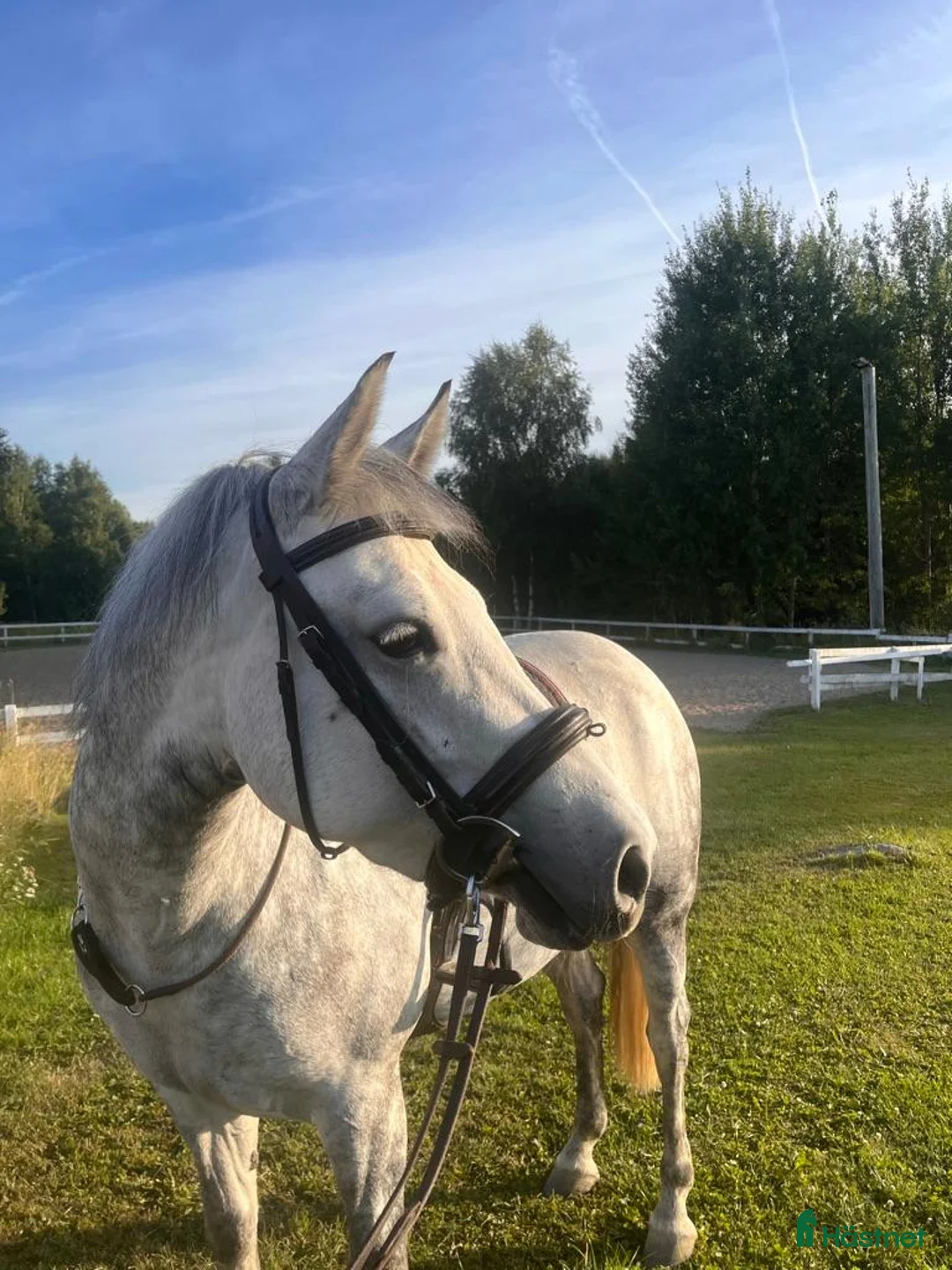 Hoppning hästar till salu: Läcker ungponny - Annons 1