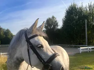 hästar Läcker ungponny - Annons 13