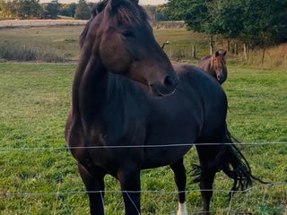 hästar New Forest Valack i Sjöbo - Annons 2