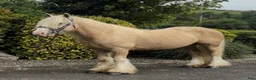 Allround hästar till salu: Stunning Irish Cob - Annons 6