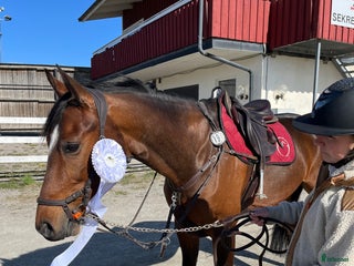 hästar i Linköping - Annons 10