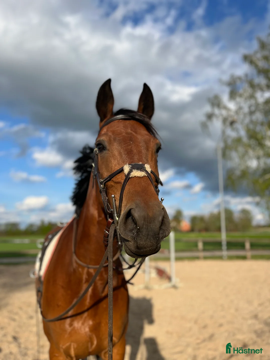 Hoppning hästar till salu: Hopphäst för framtiden! i Hörby - Annons 1