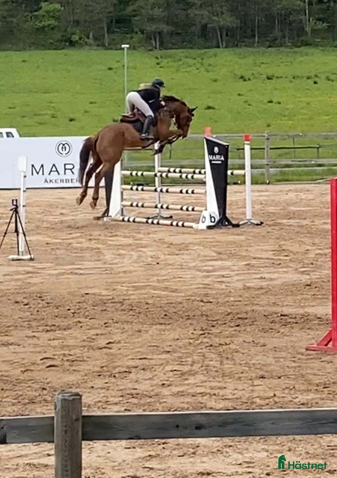 Hoppning hästar till salu: Avlad för hoppsport - Annons 8
