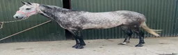 Hoppning hästar till salu: Pumpkin Jack 140cm gelding  - Annons 12