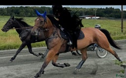 Sällskap hästar till salu: Underbart sto till ridning i Hyssna - Bild 2