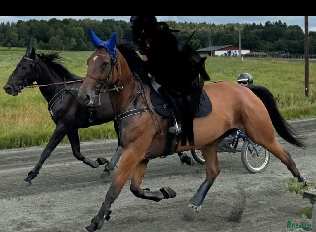 Sällskap hästar till salu: Underbart sto till ridning i Hyssna - Bild 2