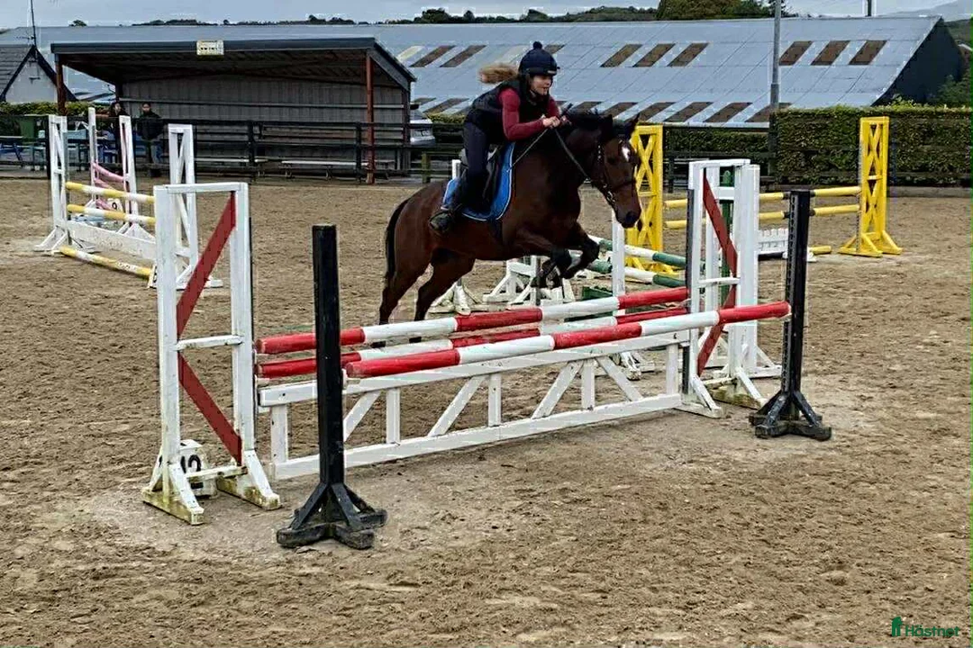 Allround hästar till salu: Selection of ponies i Ljungby - Annons 3