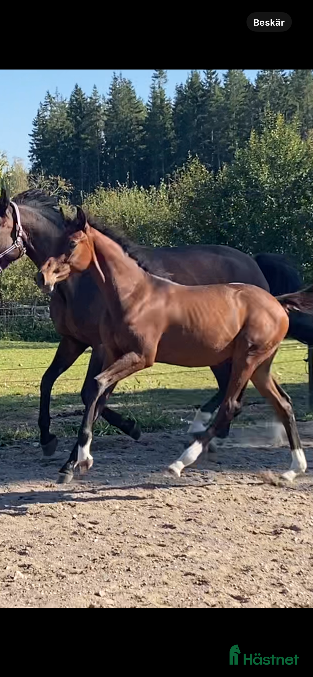 Dressyr hästar till salu:  83,3 % KNOCKANDO VH - BOCELLI i Braås - Annons 6
