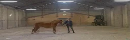 Island hästar till salu: Beautiful Splash mare with exceptional mind i Middelfart - Annons 2