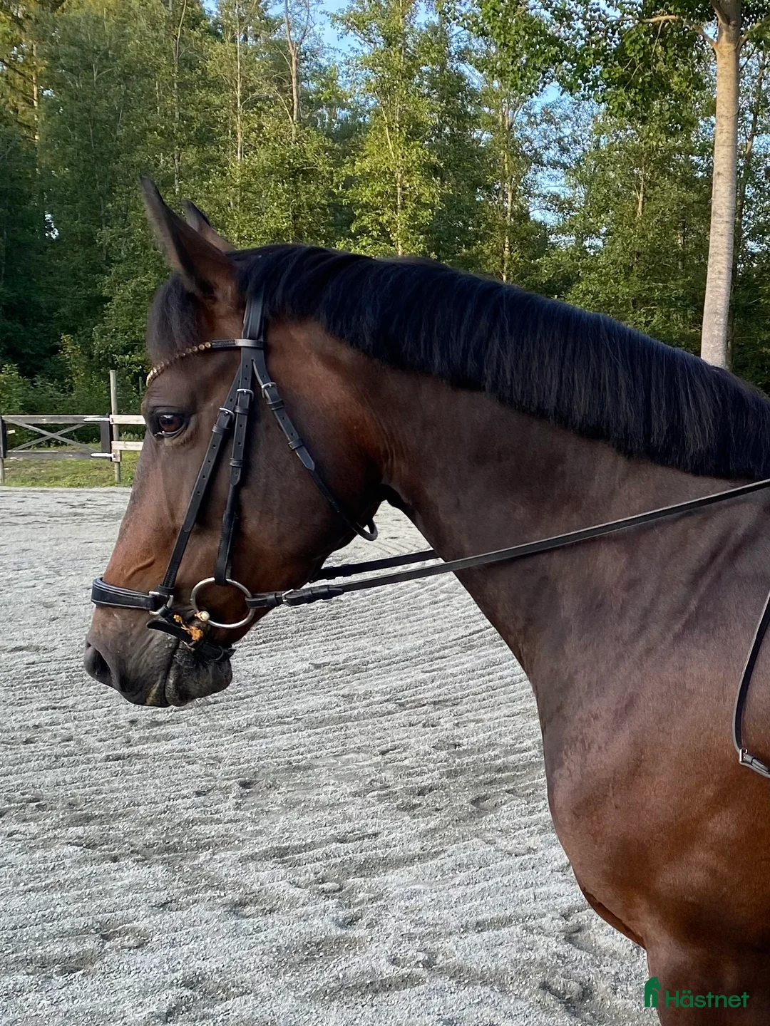 Dressyr hästar till salu: Jättefin ponny tillsalu❤️ - Annons 1