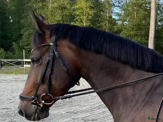 hästar Jättefin ponny tillsalu❤️ - Annons 5