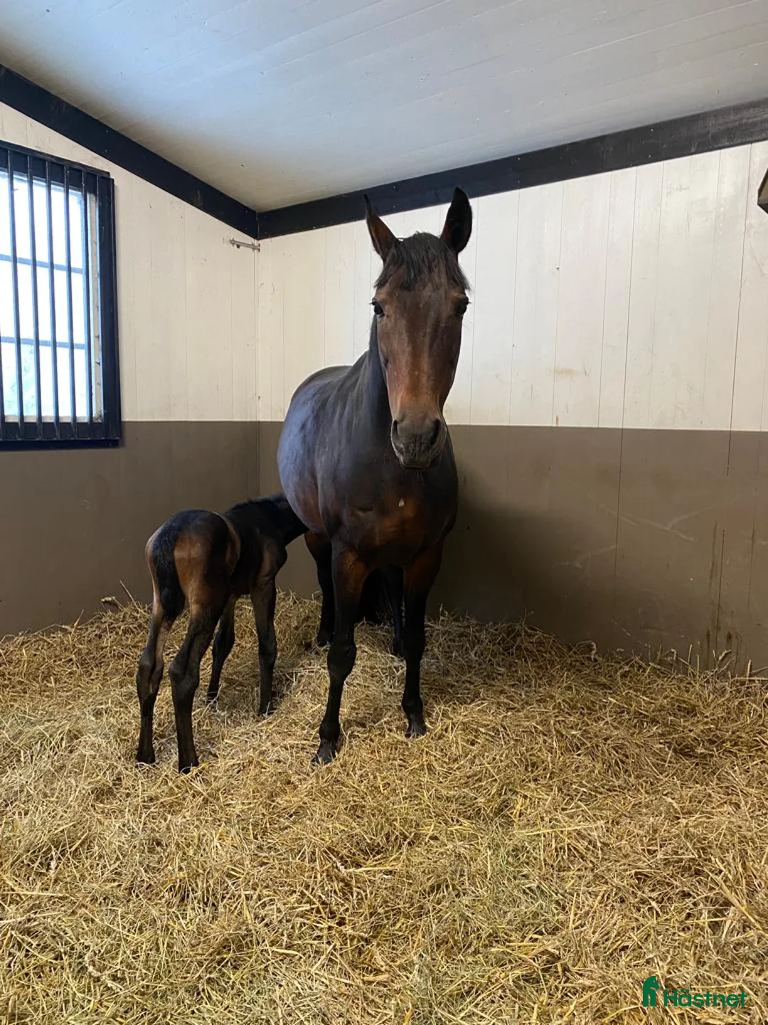Avelshästar hästar till salu: Avelssto i Harbo - Annons 4