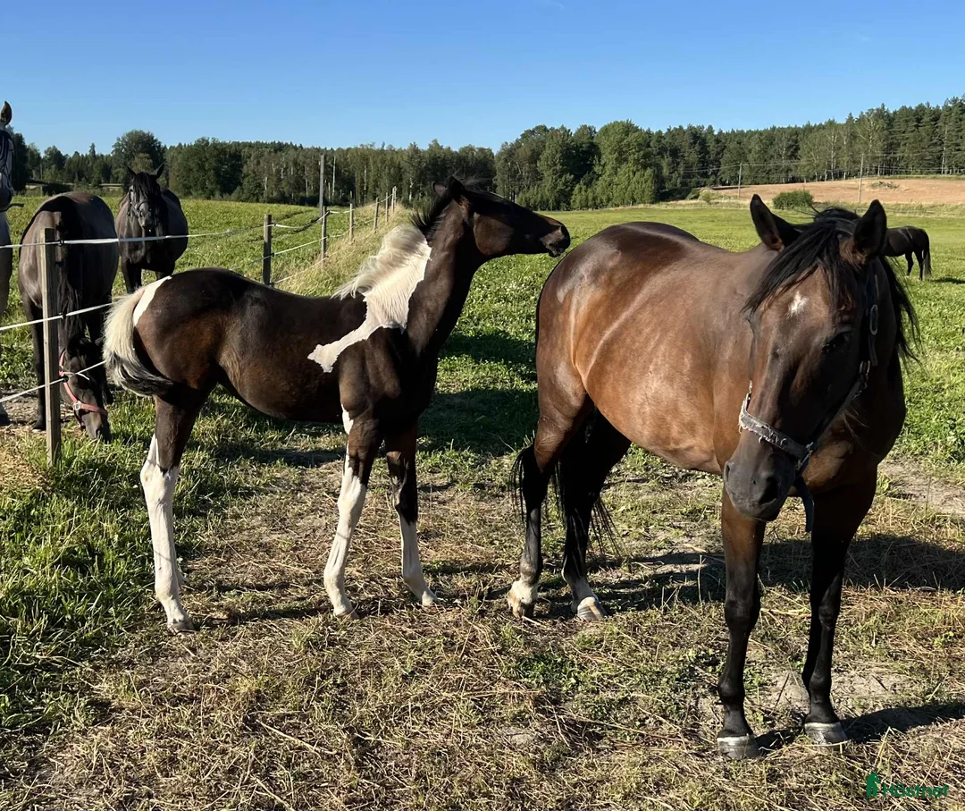 Fälttävlan hästar till salu: Fälttävlansämne e.Sir Statham - Annons 7