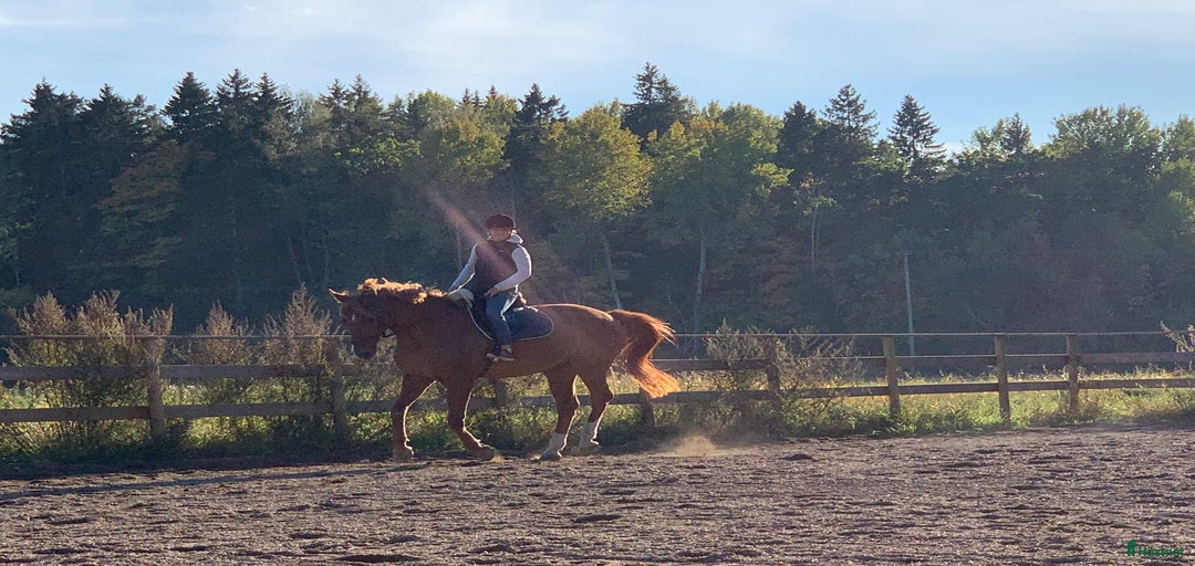 Galleribild {{count}}