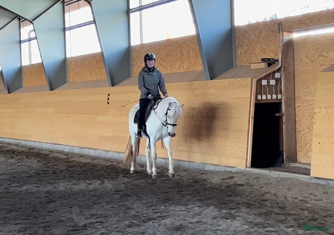 Allround hästar till salu: Connemarakorsning söker bästavän  i Eksjö - Annons 6