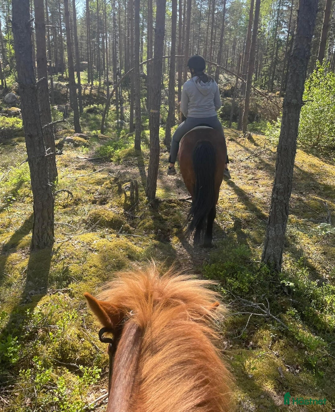  stallplats finnes: Lösdriftsplats gärna islandshäst eller unghäst i Örsundsbro - Annons 4