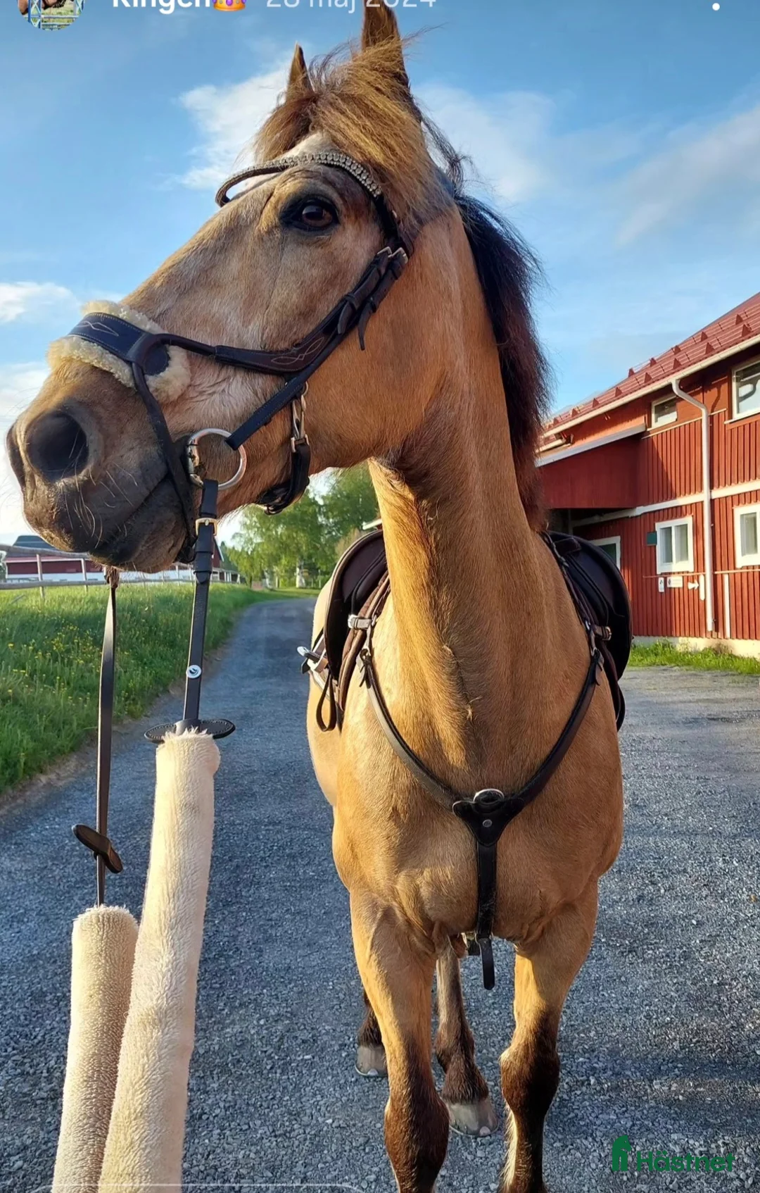 Hoppning hästar till salu: Guldponnyn - Annons 2