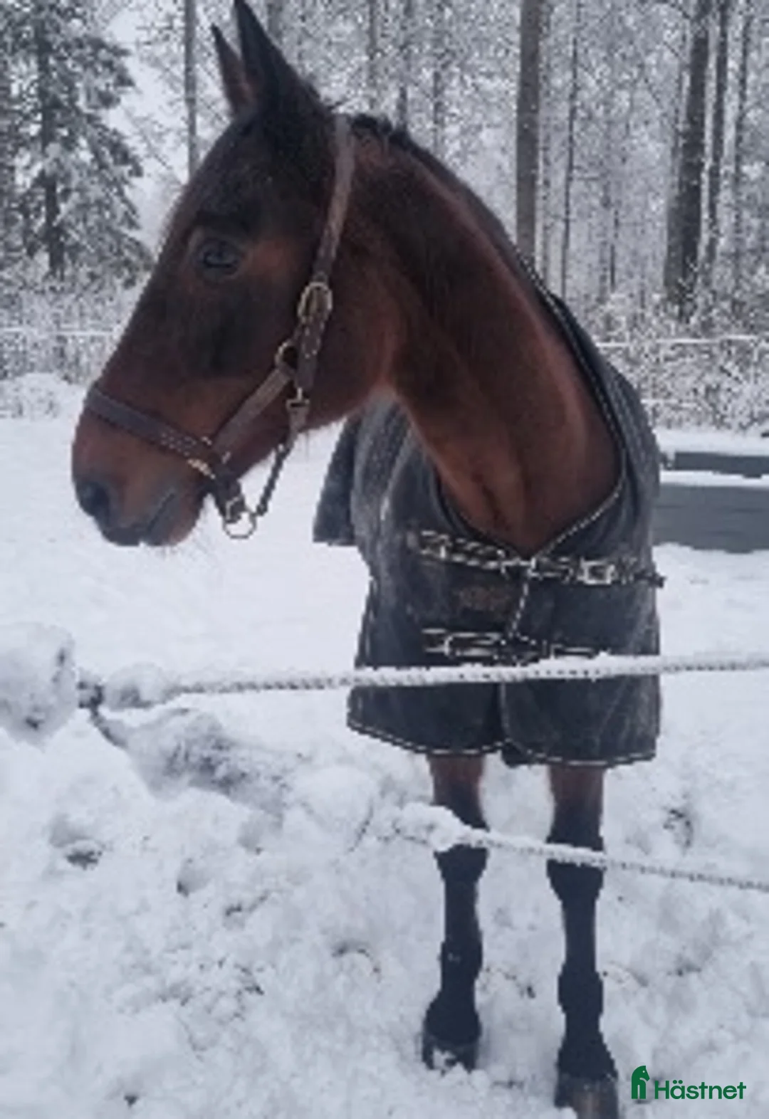 Allround hästar till salu: Snäll kille i Tallåsen - Annons 1