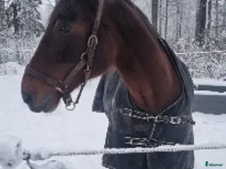 hästar Snäll kille i Tallåsen - Annons 6