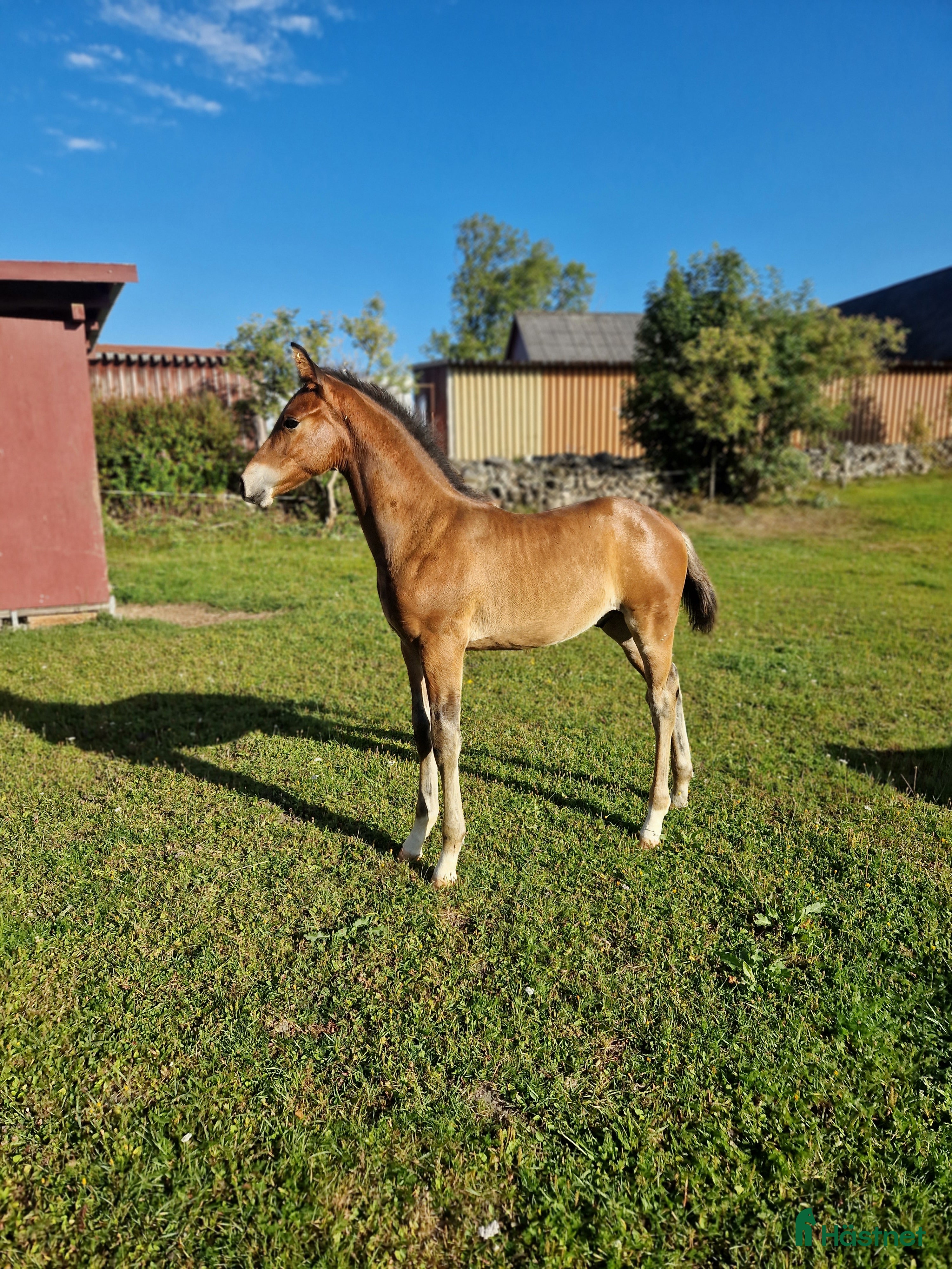  hästar Vaquero  - Annons 6