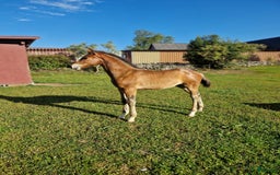 Allround hästar till salu: Vackert hingstföl i Perstorp - Annons 2