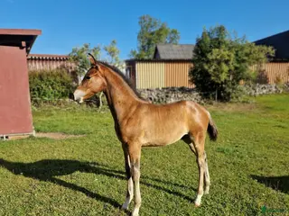hästar Vaquero - Annons 17