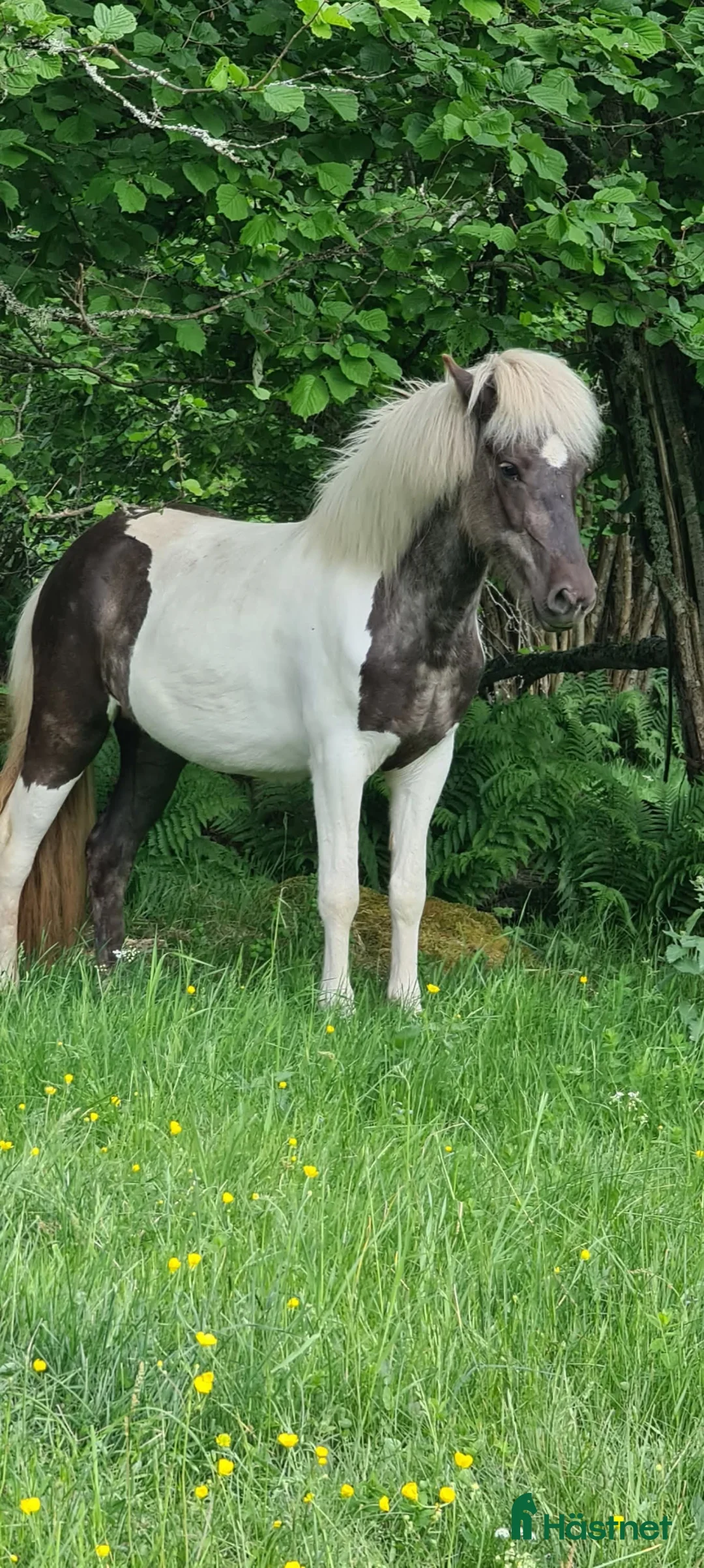 Island hästar till salu: Mysig 5gångsto i Ankarsrum - Annons 3