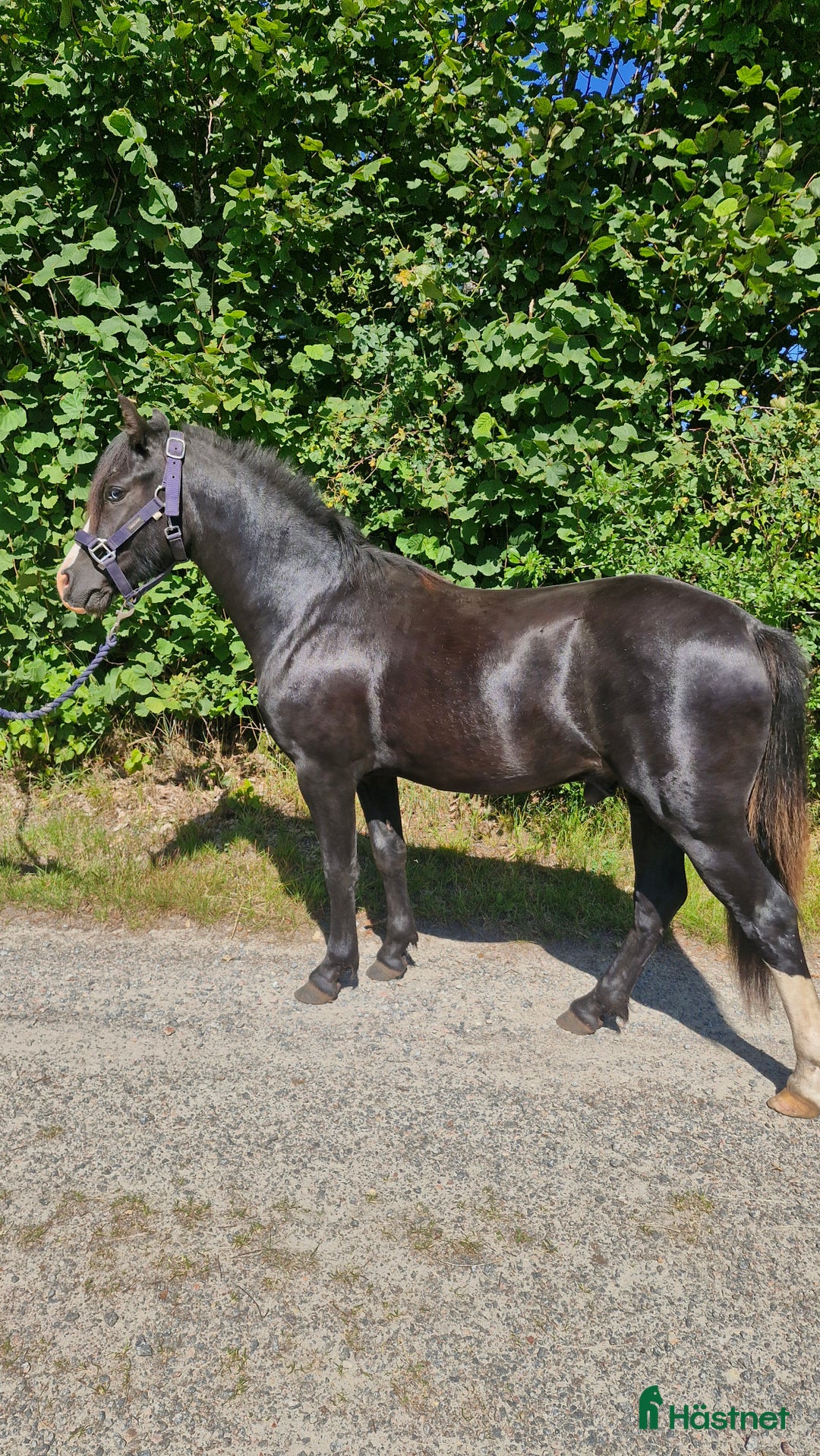 Allround hästar till salu: Welshponny i Varberg - Annons 2
