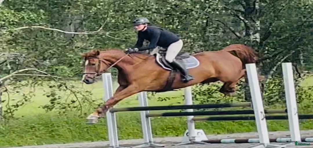 Galleribild {{count}}