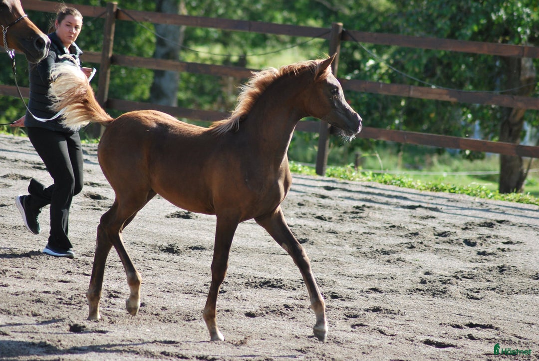 Allround hästar till salu: En liten stjärna! i Södertälje - Annons 3