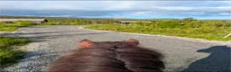Island hästar till salu: Medryttare Sökes  - Annons 3