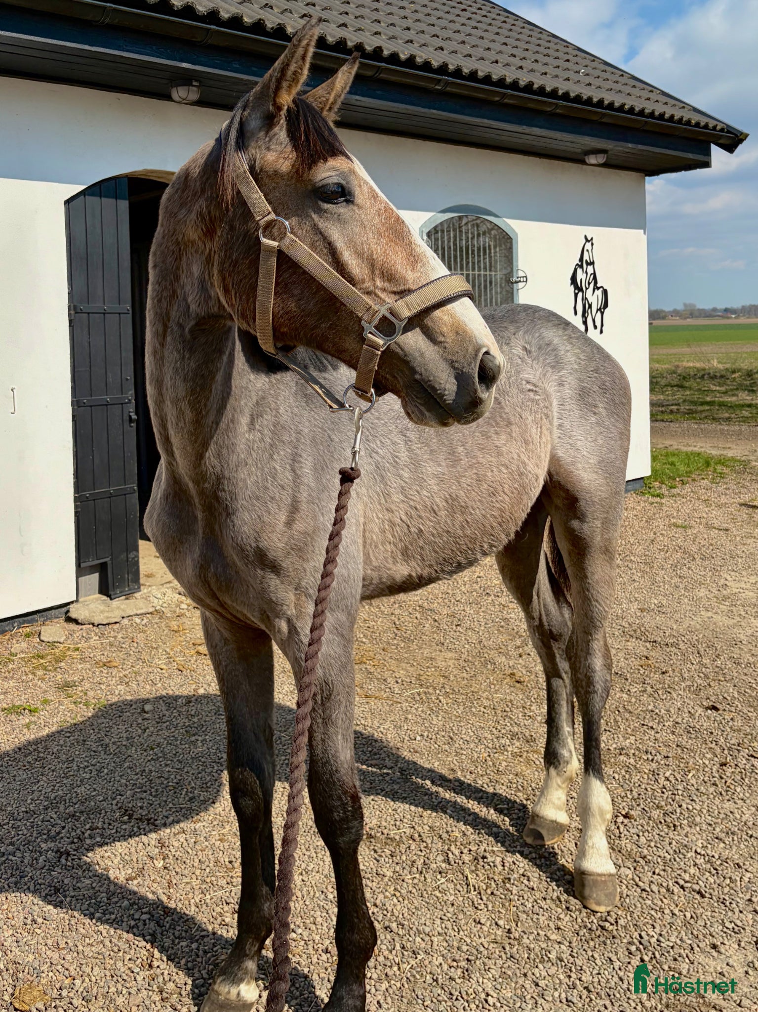  hästar Framtidslöfte med internationellt prestationsblod - Annons 1