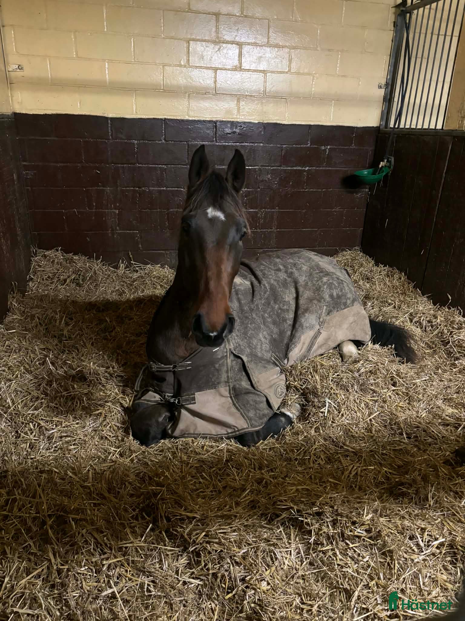  hästar Supersnäll unghäst i Trelleborg - Annons 13