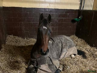 hästar Supersnäll unghäst i Trelleborg - Annons 2