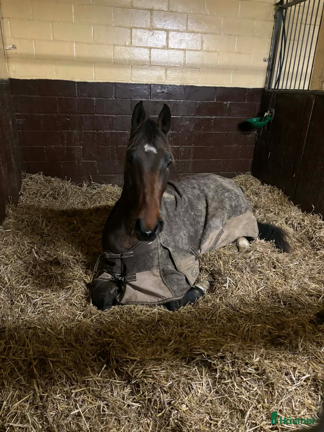 Allround hästar till salu: Supersnäll unghäst i Trelleborg - Annons 1