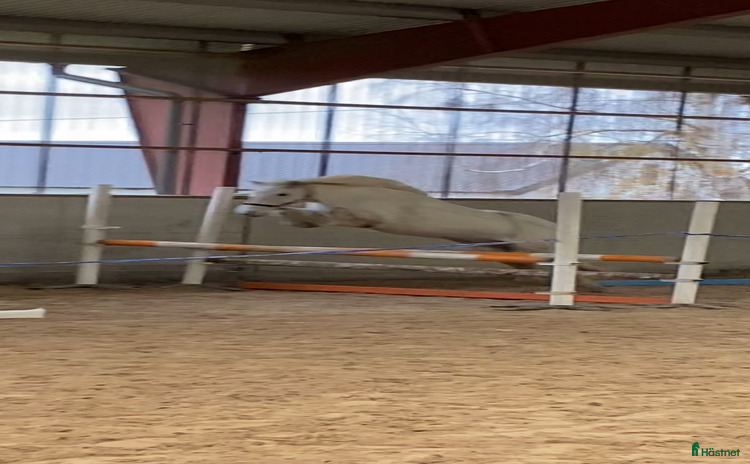  hästar Finaste isprinsessan  i Tomelilla - Annons 1