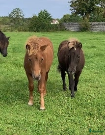  hästar Fina shettisföl till trav! i Fårösund - Annons 9