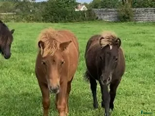 hästar Fina shettisföl till trav! i Fårösund - Annons 14