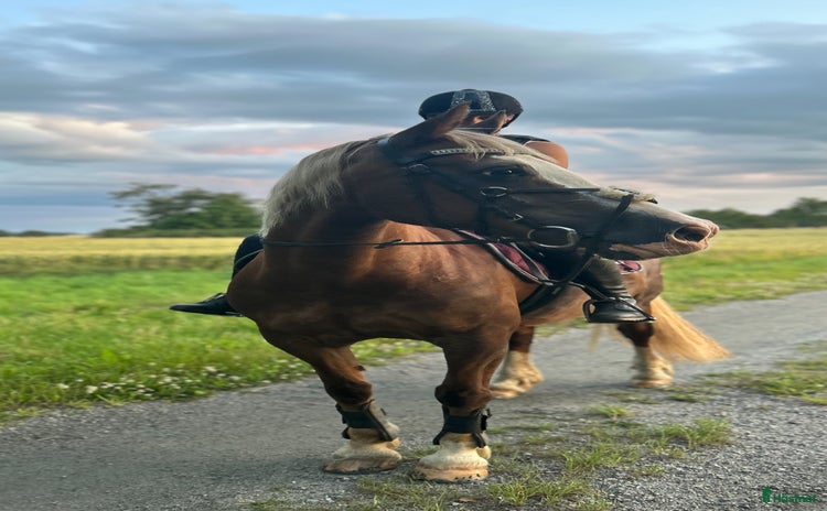  hästar Hobbyhäst/avel/sällskap d-ponny sto  i Grästorp - Annons 8