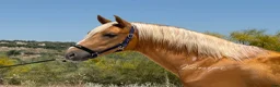 Dressyr hästar till salu: Palomino PRE av högsta kvalitet - Annons 3