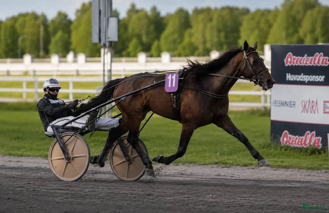 Trav hästar till salu: Avelsto/ ridhäst i Västerlanda - Annons 2