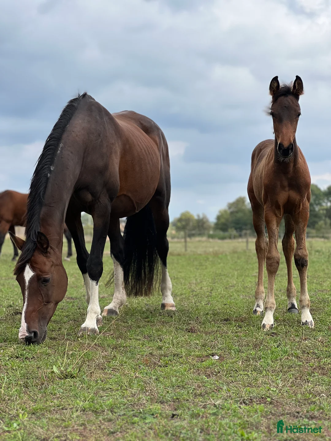 Hoppning hästar till salu: Superfint sto e: Tenor du Gue  i Ludvigsborg - Annons 3