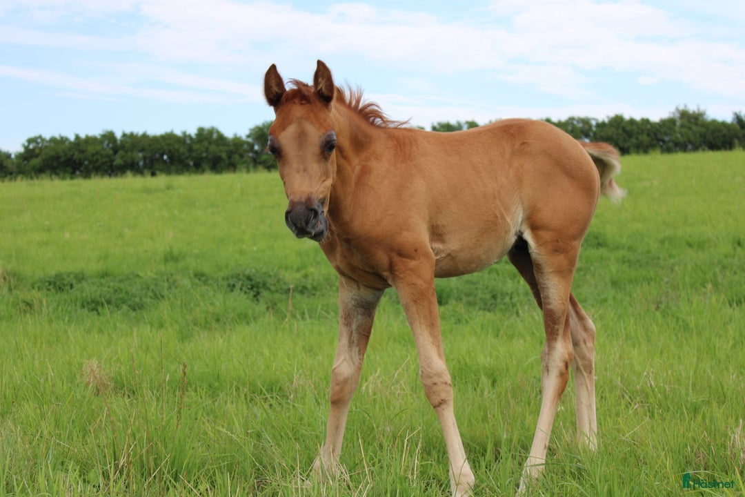 Allround hästar till salu: Smuk Ox araber hingst i Broby kommun - Annons 9