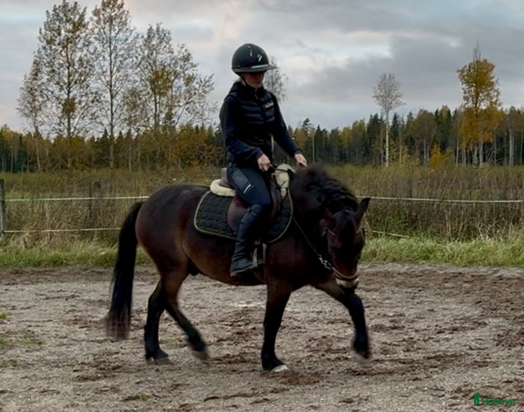 Allround hästar till salu: Gullig ponnyvalack i Västerfärnebo - Annons 5
