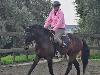 hästar Trevliga hästar och ponnier i Spanien - Annons 5