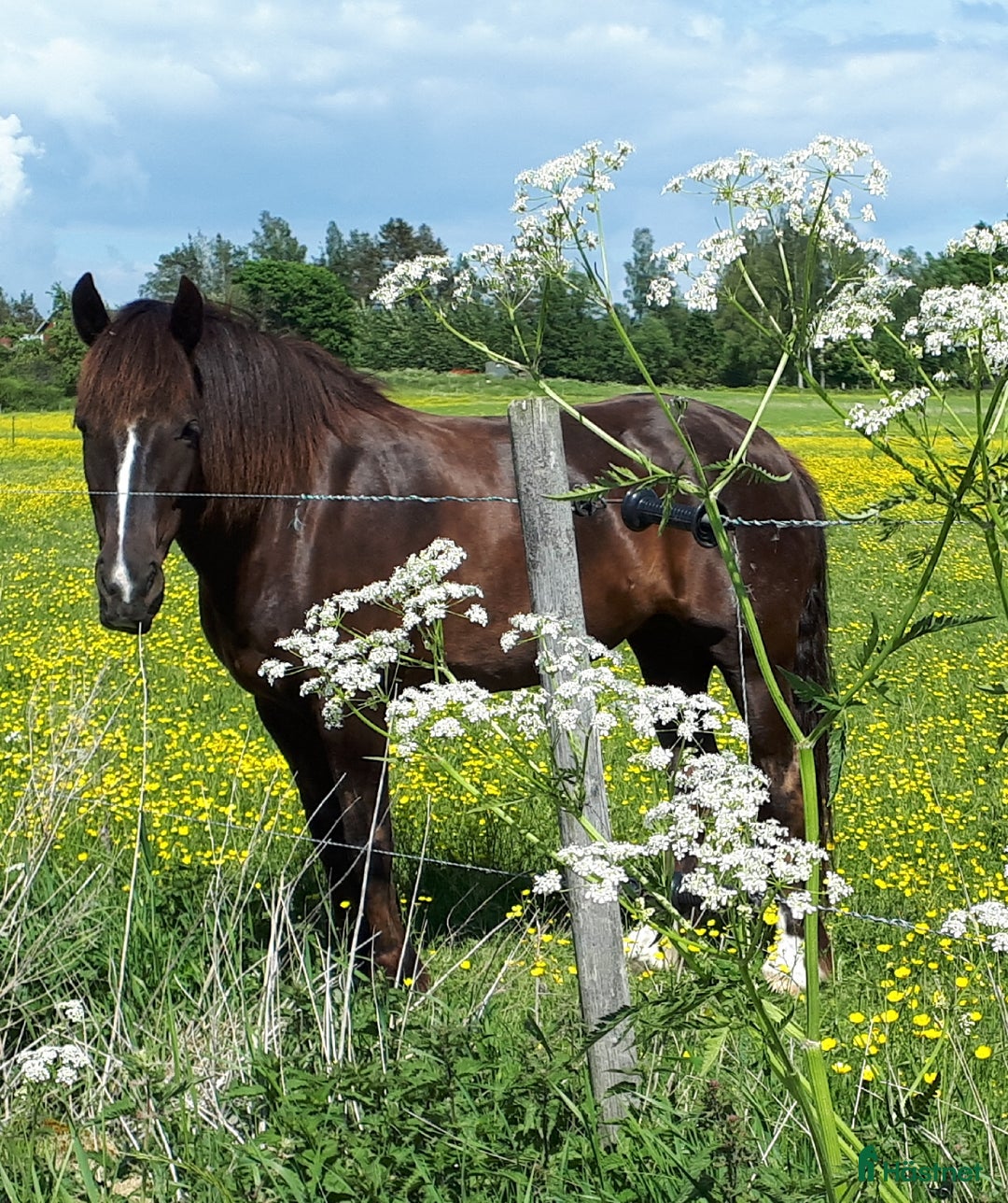Allround hästar till salu: Sällskap/ Avel/ skogsmulleridning/hobby körning i Säffle - Annons 3