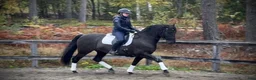 Working Equitation hästar till salu: Vakker PRE vallak etter fantastisk far - Annons 7