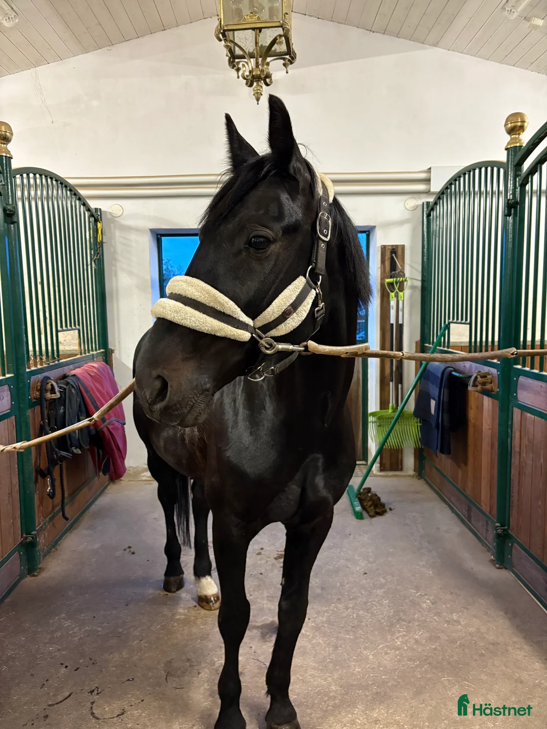 Allround hästar till salu: Snällaste killen! i Växjö - Annons 3